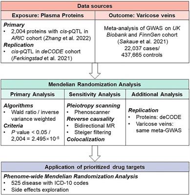 Identification of potential drug targets for varicose veins: a Mendelian randomization analysis